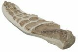 35.6" Fossil Plesiosaur Paddle - Asfla, Morocco - #201875-7